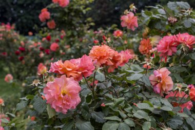 Beautiful rose bushes in park. Natural background