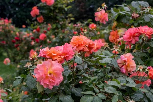 Schöne Rosensträucher Park Natürlicher Hintergrund — Stockfoto