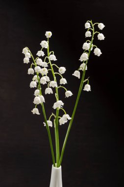 Bahar zambakları vadiyi kaplıyor. Siyah arkaplan