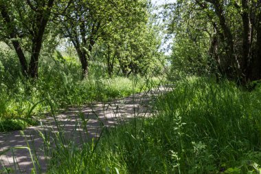 Bahçe ağaçlarının arasında yol. Güneşin gölgeleri ağaçtan