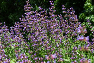 Mor lavanta çiçeği. Üst görünüm, bitki arkaplanı