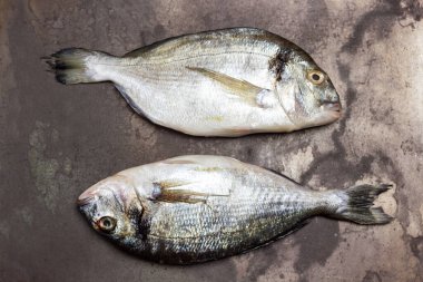 Çiğ dorado balığı. Paslı metal zemin. Düz yatıyordu