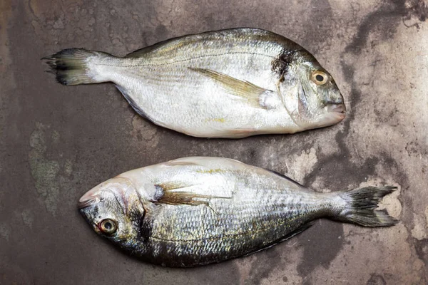 Çiğ dorado balığı. Paslı metal zemin. Düz yatıyordu