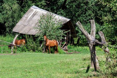 İki at eski bir ahırın yakınındaki yeşil bir çayırda otluyor..