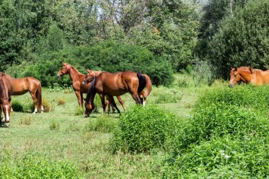 Bir at sürüsü ormanın içinden geçiyor..
