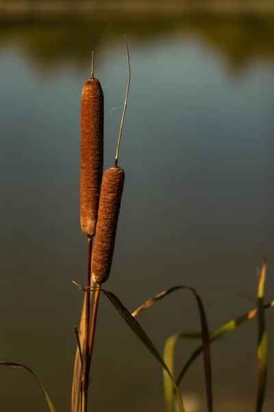   Akşam güneşi sazlık