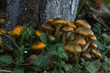   Bazen ormanın içinde sonbahar