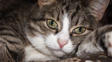   hüzünlü gözleri olan bir kedi resmi