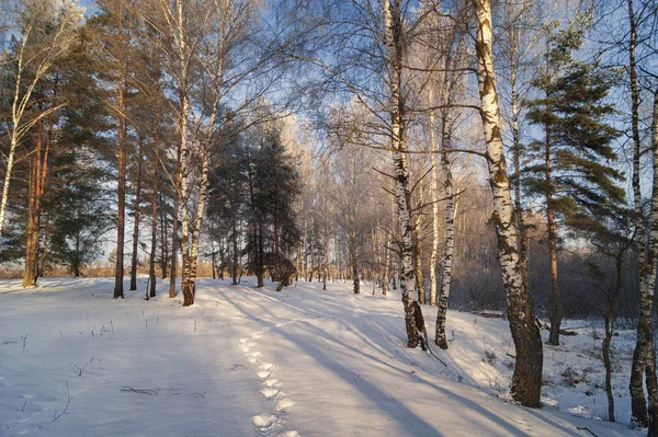 Manhã Inverno Floresta — Fotografia de Stock