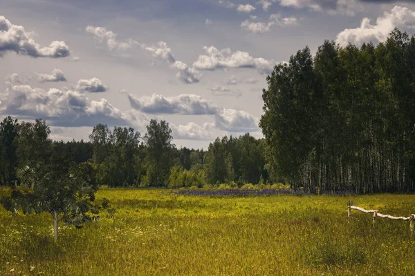   İlkbaharın başlarında orman