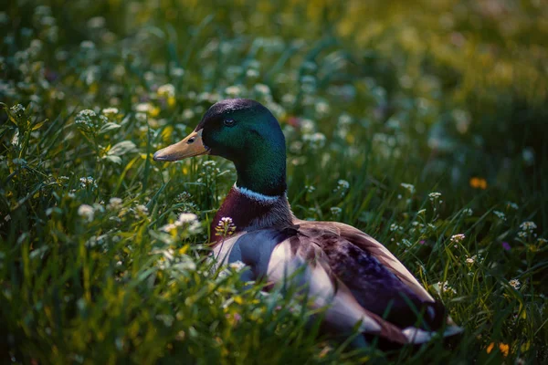 Vackra Drake Vårgräs Mattan — Stockfoto