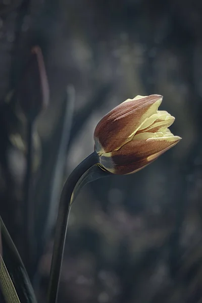   Bahar Park Yalnız çiçek