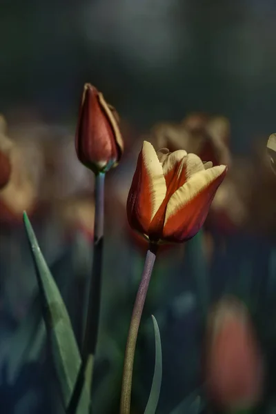   Parktaki güzel kırmızı laleler