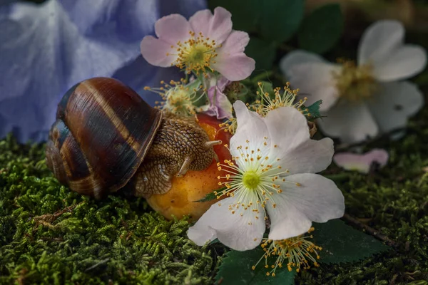   Hayat salyangoz ve çiçekler