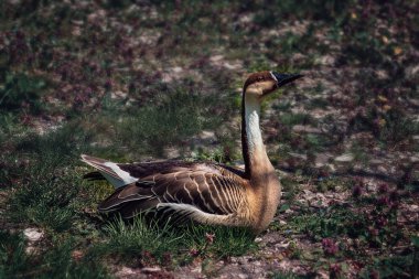   Çimenlerin üzerinde uzun boyunlu benekli kaz
