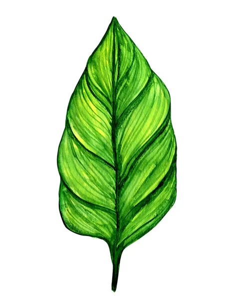 Zöld Trópusi Akvarell Levél Elszigetelt Fehér Background — Stock Fotó