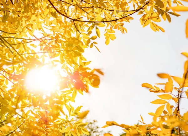 Herfst Natuur Achtergrond Met Gouden Bladeren Zonnige Dag — Stockfoto