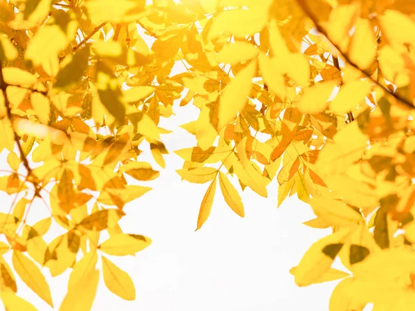 Herfst Natuur Achtergrond Met Gouden Bladeren Zonnige Dag — Stockfoto