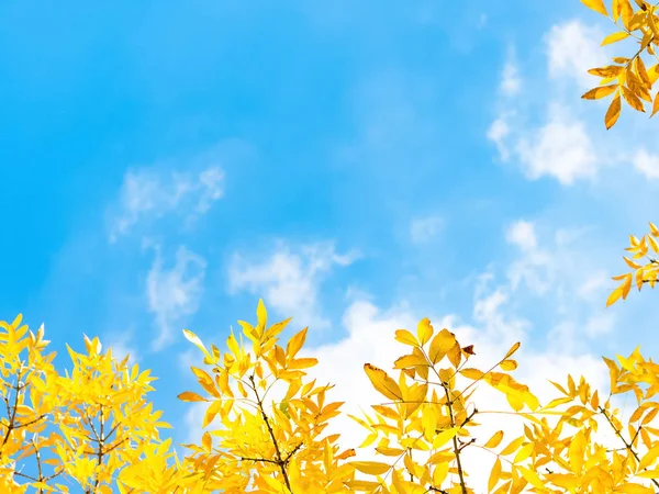 Herfst Bladeren Tegen Blauwe Lucht — Stockfoto