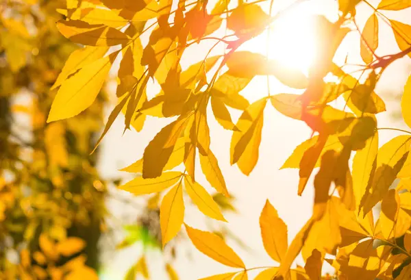 Fondo Naturaleza Otoñal Con Hojas Doradas Día Soleado — Foto de Stock