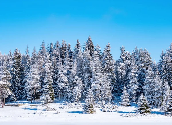 Kış Ormanı Doğa Geçmişi — Stok fotoğraf
