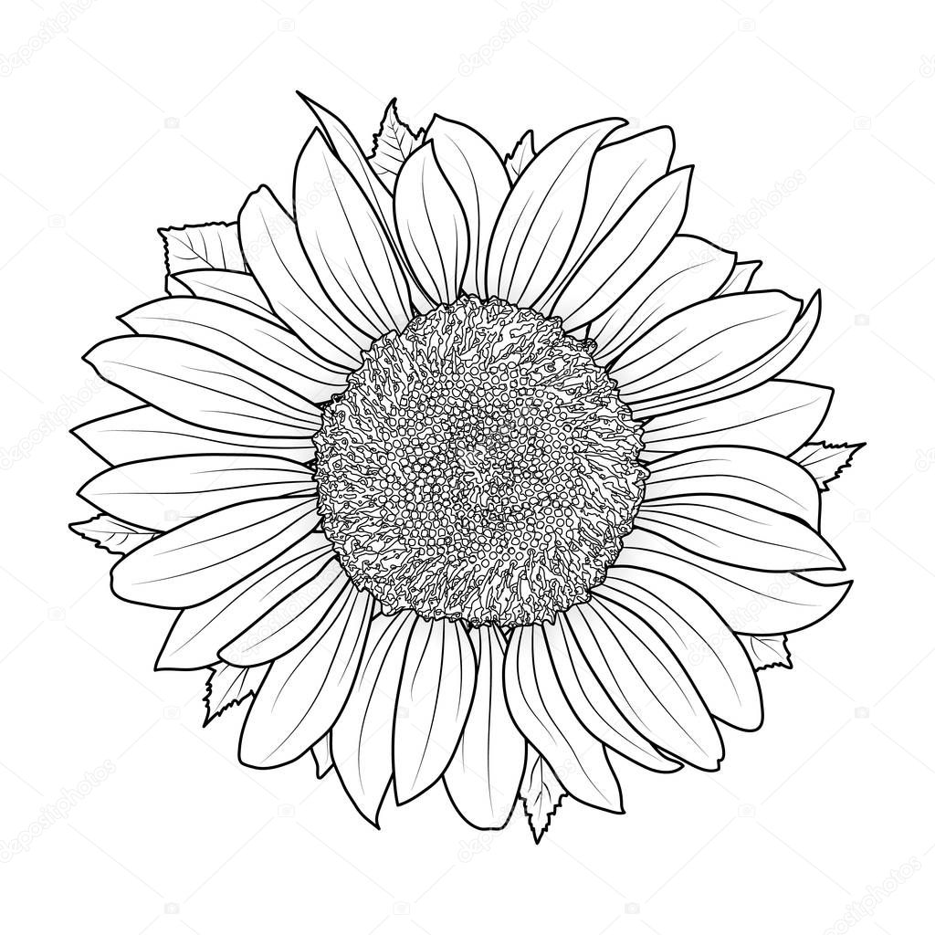 Sunflower for coloring book vector