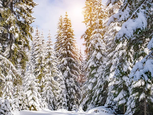 Winter Dennenbos Natuur Achtergrond — Stockfoto
