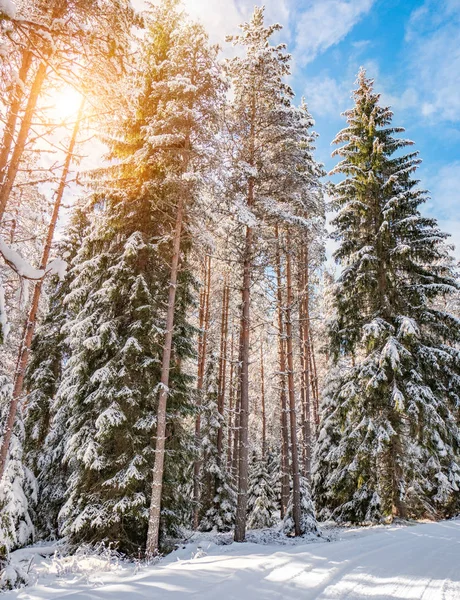 Winter Dennenbos Zonnige Dag — Stockfoto