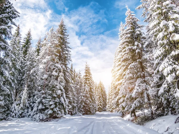 Winter Dennenbos Zonnige Dag — Stockfoto