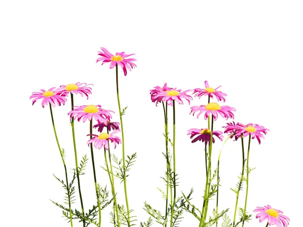 ดอกไม เดซ ชมพ แยกก นบนพ นหล ขาว — ภาพถ่ายสต็อก
