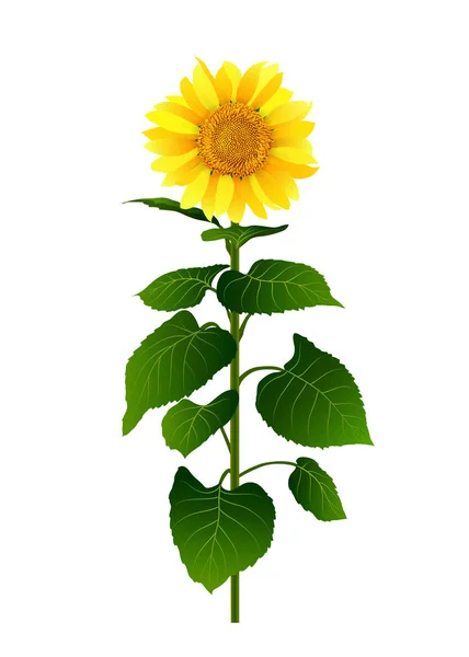 Tournesol Isolé Sur Fond Blanc Vecteur — Image vectorielle