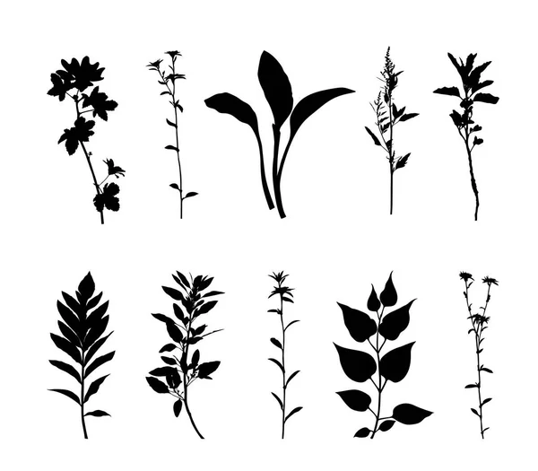 Conjunto Silueta Plantas Aisladas Vector Fondo Blanco — Archivo Imágenes Vectoriales