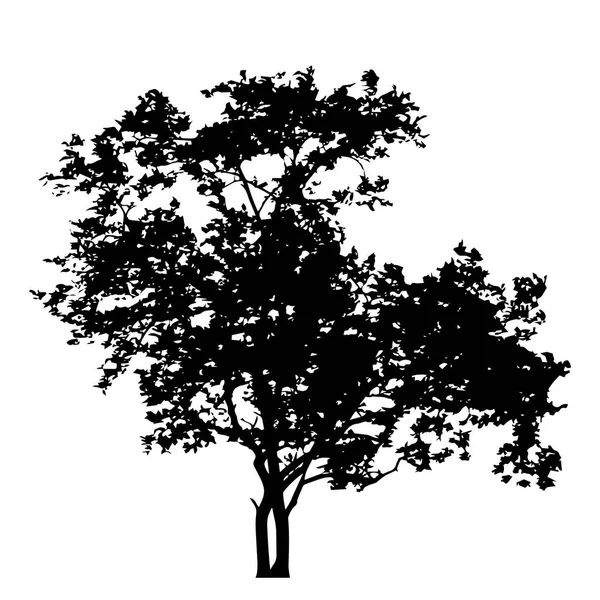 Träd Med Blad Siluett Isolatet Vit Bakgrund Vektor — Stock vektor