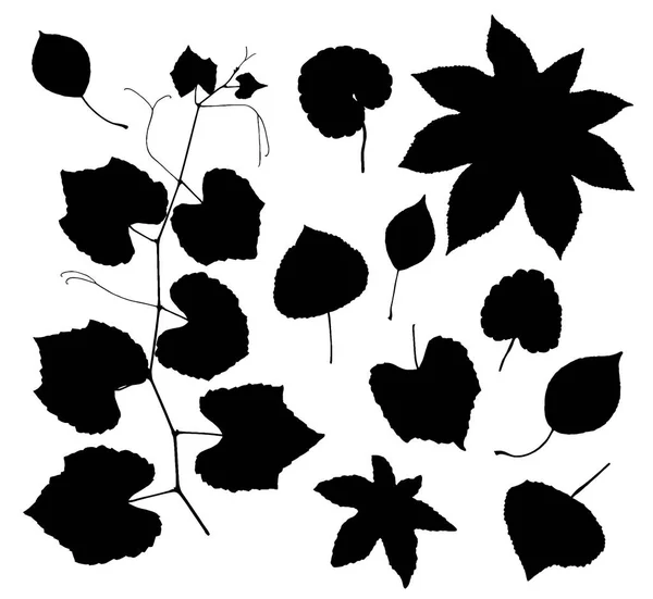 Leaves Silhouettes Set Isolated White Background Vector — Stock Vector