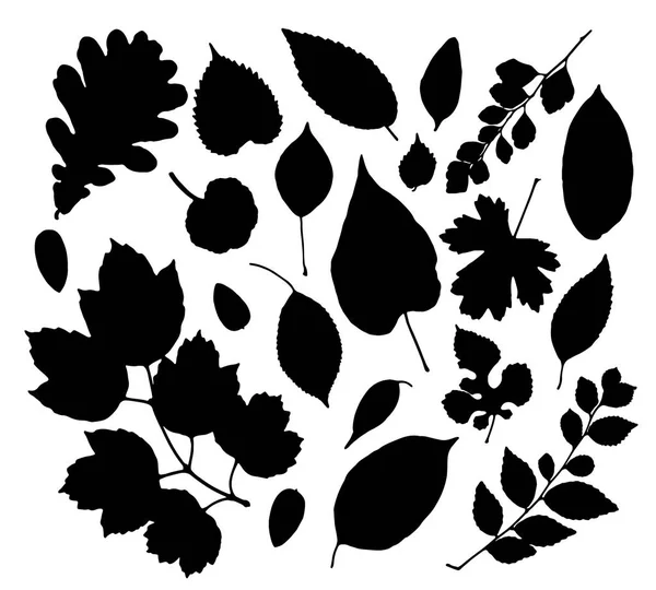 Φύλλα Σιλουέτες Vector Σετ Απομονωθεί Λευκό Φόντο — Διανυσματικό Αρχείο