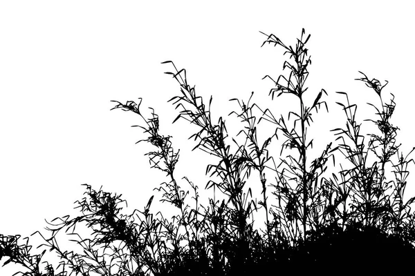 Silhouette Herbe Isolée Sur Fond Blanc Vecteur — Image vectorielle