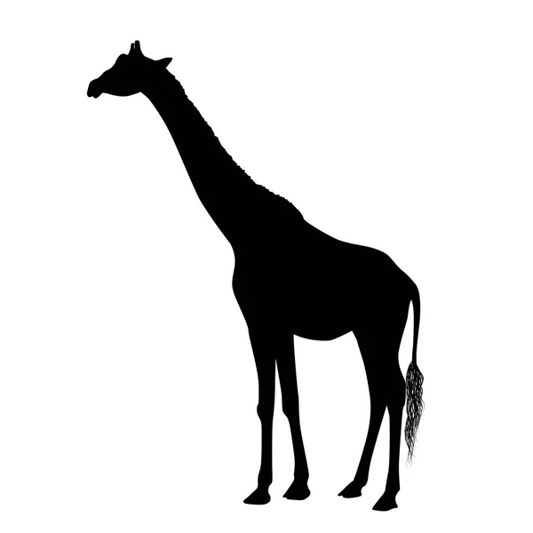 Giraffensilhouette Isoliert Auf Weißem Hintergrund — Stockvektor