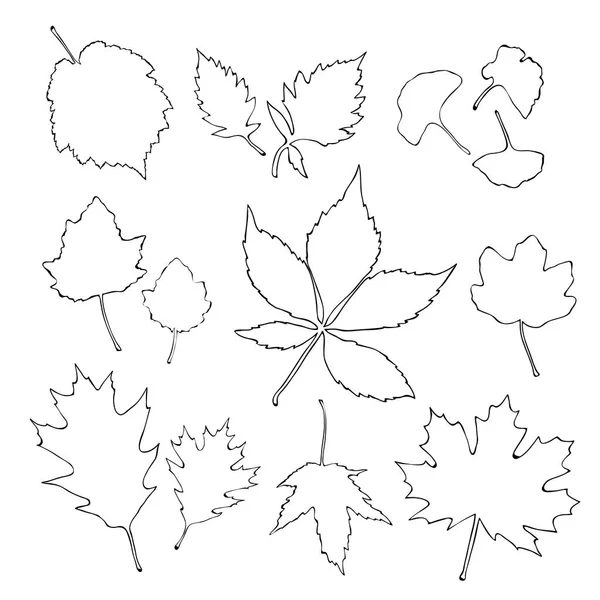 Outline Leaves Set Isolated White Background Vector — Stock Vector