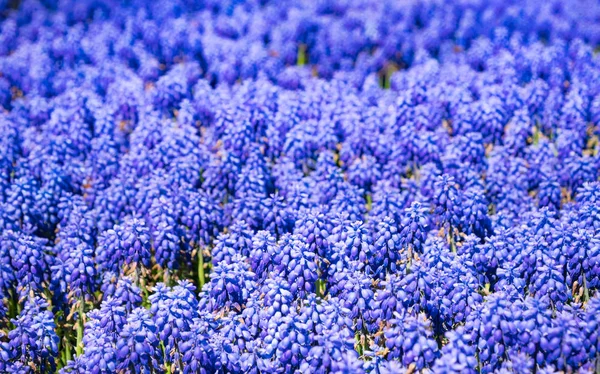 Mnoho Modřenec Hroznatý Muscari Botryoides Jarní Zahradě Modré Květy Pole — Stock fotografie