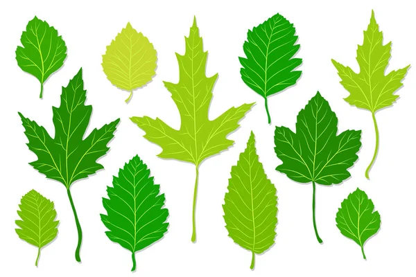 Green Leaves Set White Background Vector Illustration — Stock Vector