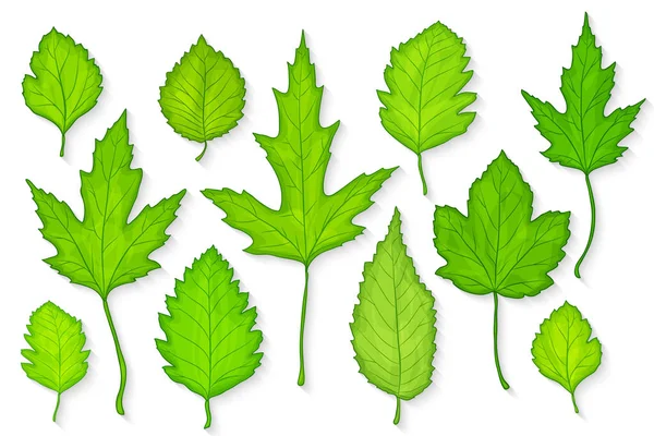 Green Leaves Set White Background Vector Illustration — Stock Vector