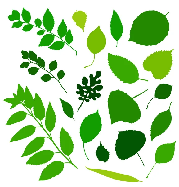 Folhas Verdes Silhuetas Conjunto Isolado Fundo Branco Ilustração Vetorial —  Vetores de Stock