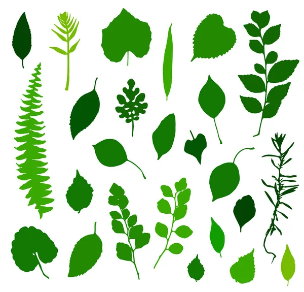 Groene Bladeren Silhouetten Set Geïsoleerd Een Witte Achtergrond Vectorillustratie — Stockvector