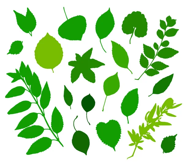 Zelené Listy Siluety Sada Izolovaných Bílém Pozadí Vektorové Ilustrace — Stockový vektor