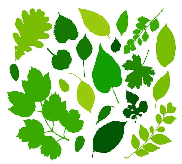 Zelené Listy Sada Izolovaných Bílém Pozadí Vektorové Ilustrace — Stockový vektor