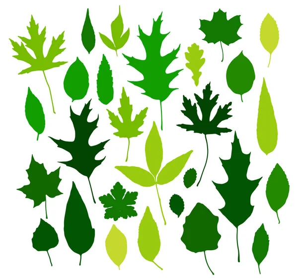 Folhas Verdes Isoladas Sobre Fundo Branco Ilustração Vetorial —  Vetores de Stock