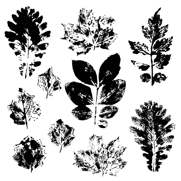 Φύλλα Αποτυπώματα Που Απομονώνονται Λευκό Φόντο Εικονογράφηση Διάνυσμα — Διανυσματικό Αρχείο