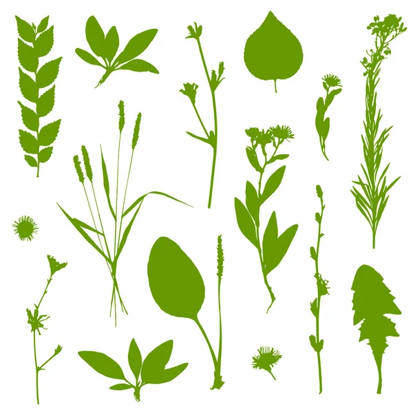 Green Plants Set Isolated White Background Vector Illustration — Stock Vector