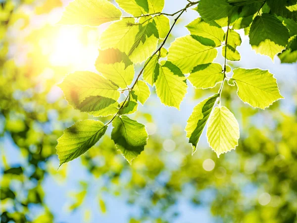 Весенний Фон Природы Зелеными Деревьями — стоковое фото