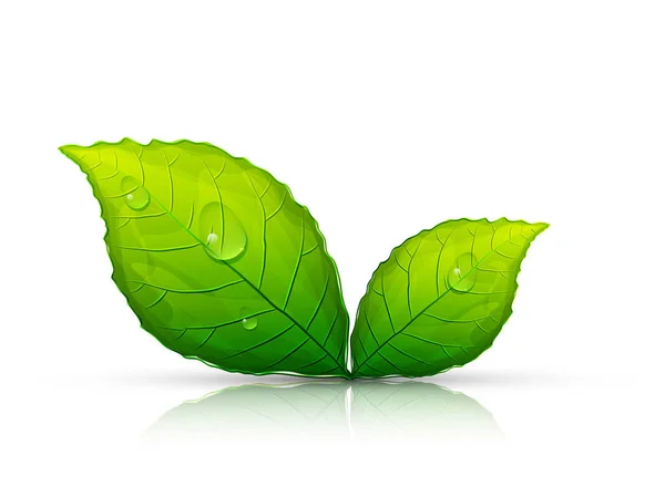 Folhas Verdes Com Gotas Água Conceito Ecologia —  Vetores de Stock